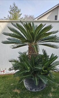Palma 11 Cycas revoluta