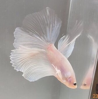 Bojovnica, betta, samec