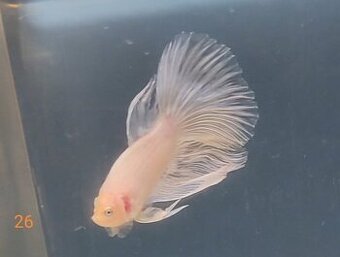 Bojovnica, betta, samec