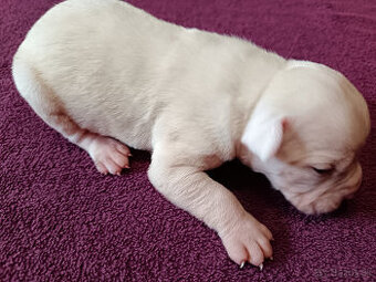 Americký bulldog