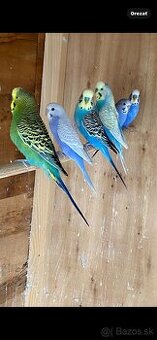 Mladé andulky rôznych farieb
