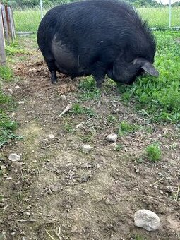 Prasnica kune kune