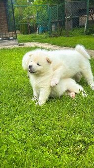 Akita Inu