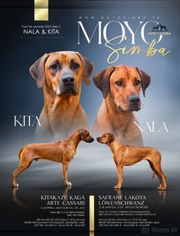 Rhodesian ridgeback/Rhodezsky ridgeback s PP