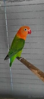 Agapornis