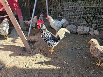 Vlaška exchequer - kohúty