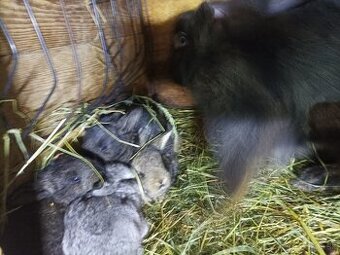 Predám samicu z mladými