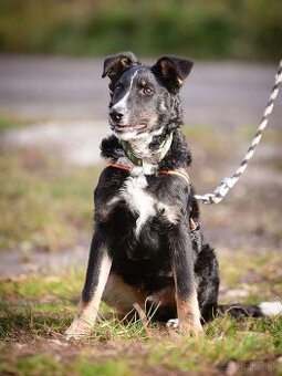 Darujem šikovné aktívne kučeravé šteniatko- mix border kólia