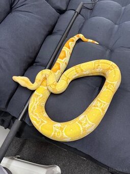 Velhad kráľovsky / Boa constrictor