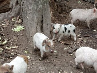 Vietnamské prasiatka 2