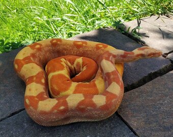 Boa imperator - Purple Sharp Sunglow Aztec, Sharp Sunglow