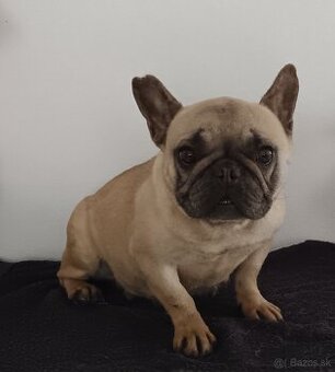 Francúzsky buldoček