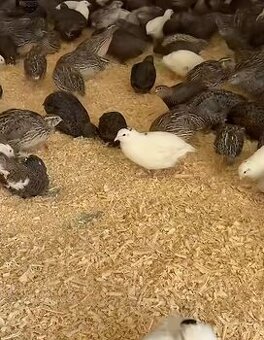 Predám japonské prepelice