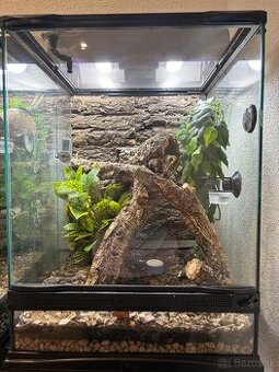 Predám terárium ZooMed s PAGEKONÓM RIASNATÝM (samec)