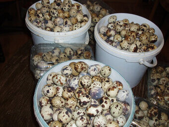 Prepeličie vajíčka