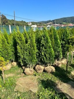 Tuja Smaragd AKCIA 160cm/10€ (dovoz celá SR)