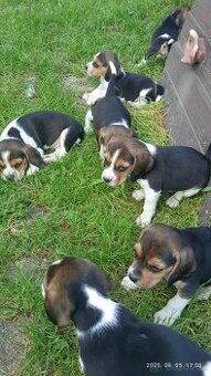 Predám Krasny Pes  Beagle
