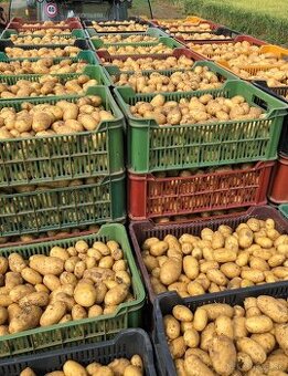 Skoré ZEMIAKY - Riviera - 0,55€/kg