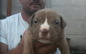 American bully - ch.s. Family Muscle Bullies