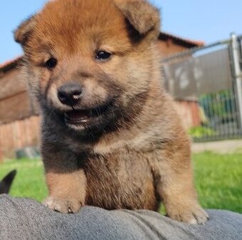 Shiba inu psýky s PP