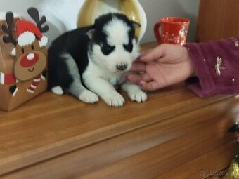SIBÍRSKY HUSKY