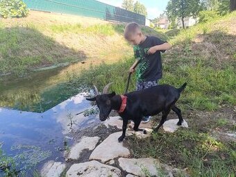 Darujem kontaktnú kozu -rezervovana