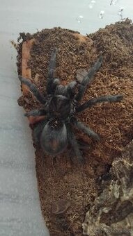 Grammostola pulchra