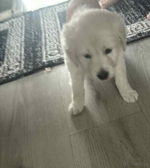 Kríženec husky labrador