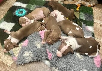 Americky pitbull terier