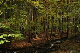 Snina - 1.253 m2 ORNÁ PÔDA a LESY – PREDAJ