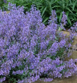 Kocúrnik - medonosná, nenáročná trvalka