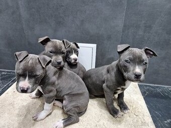 Americki staffordshire teriéra - Blue