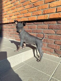 Americky bezsrsty teriér- šteniatko