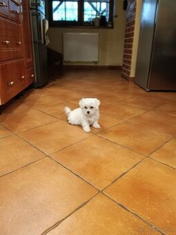 Maltezsky psík ,maltezak