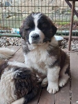 Moskovský strážny pes