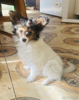Krásny mini trikolórny papillon FCI sučka