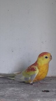 Predám - 1