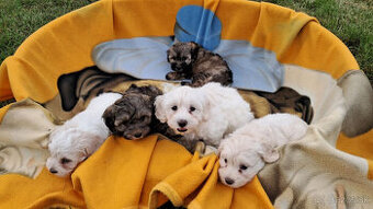 Maltipoo