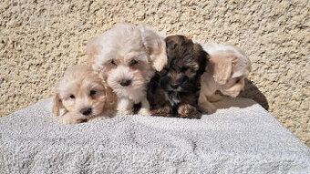Maltipoo