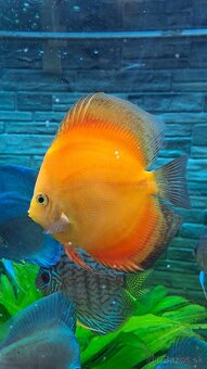 Discus