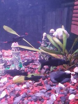 Black Molly
