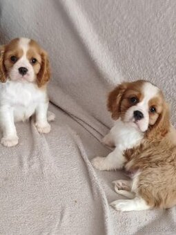 Cavalier, Cavalier king charles spaniel, kavalier