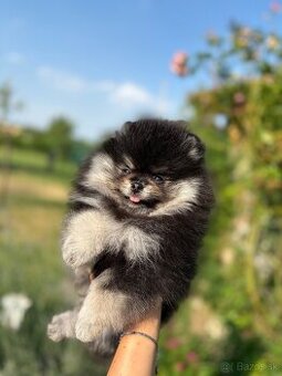 Pomeranian