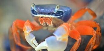 Darujem 2 krab suchozemsky