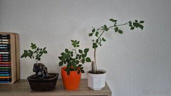 Bursera fagaroides