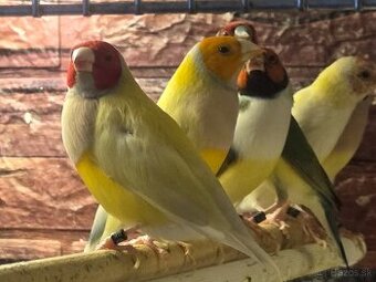 Amadina Gouldova - drobotina