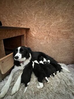 Predám šteniatka – Border kólia x mix (pracovní rodičia)