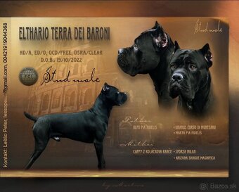 Cane corso PES na krytie