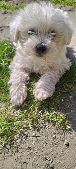 Maltipoo