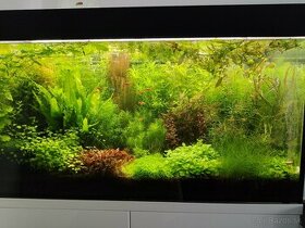 Rastlinky do akvaria - 1